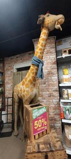 verzameling, Verzamelen, Beren en Cherished Teddies, Ophalen, Gebruikt, Overige typen, Steiff