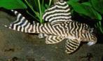 L-Nummers: L333 Hypancistrus sp., Vis, Zoetwatervis