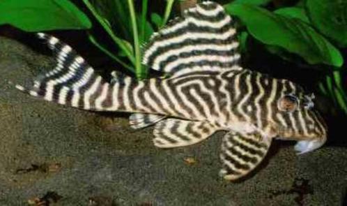 L-Nummers: L333 Hypancistrus sp., Dieren en Toebehoren, Vissen | Aquariumvissen, Zoetwatervis, Vis