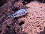 Porcellio laevis 'Dairy Cow' isopods - pissebedden, Dieren en Toebehoren, Insecten en Spinnen, Overige soorten