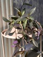 Tradescantia Purple Heart Kamerplant, Ophalen, Overige soorten, Halfschaduw, In pot