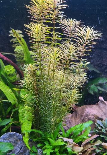 Rotala "vietnam" beschikbaar voor biedingen