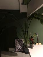 Grote Strelitzia Augusta plant zoek meer ruimte, Huis en Inrichting, Kamerplanten, Overige soorten, In pot, Volle zon, 200 cm of meer