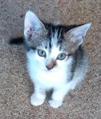 Lieve en aanhankelijke kittens aangeboden, Dieren en Toebehoren, Katten en Kittens | Raskatten | Korthaar, Meerdere dieren, Ontwormd