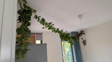 Kunstbladeren aan touw - 4 meter beschikbaar voor biedingen