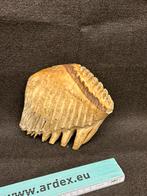 Taxidermie  kies van een olifant, Ophalen of Verzenden, Gebruikt, Wild dier, Schedel