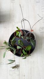 hoya miniplanten, Ophalen of Verzenden, Overige soorten, Minder dan 100 cm