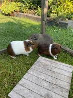 3 cavia beertjes, Dieren en Toebehoren, Knaagdieren, Cavia, Juni, Mannelijk, Tam