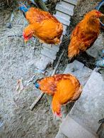 New Hampshire krielhaantjes. Super tam en lief, Dieren en Toebehoren, Meerdere dieren, Kip