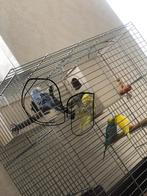 Parkiet, Dieren en Toebehoren, Geslacht onbekend, Parkiet, Tam