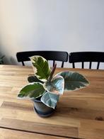 Rubberboom (Ficus elastica 'Belize'), Huis en Inrichting, Kamerplanten, Ophalen, Ficus, Halfschaduw, Minder dan 100 cm