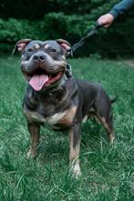 DEK REU Amerikaans bully XL Tri Blue, Dieren en Toebehoren, Honden | Bulldogs, Pinschers en Molossers, CDV (hondenziekte), 1 tot 2 jaar