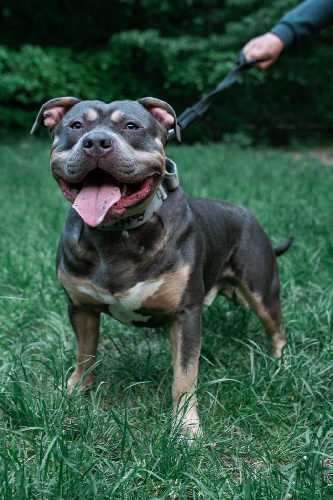 DEK REU Amerikaans bully XL Tri Blue, Dieren en Toebehoren, Honden | Bulldogs, Pinschers en Molossers, Reu, Overige rassen, Fokker | Hobbymatig