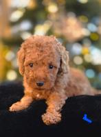 TE KOOP MOOIE TOY POEDEL PUPS, Poedel, CDV (hondenziekte), 8 tot 15 weken, Meerdere