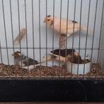 Kanaries, Dieren en Toebehoren, Vrouwelijk, Kleurkanarie