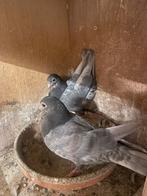 Jonge figuritas, Dieren en Toebehoren, Vogels | Duiven, Geslacht onbekend, Overige soorten
