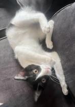 Zeer lief knuffel kitten (v) dubbel ingeent/chip/ontworm, Dieren en Toebehoren, Katten en Kittens | Overige Katten, Poes, Kortharig