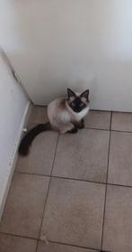 Herplaatser seal en blue heilige birmaan, Ontwormd, 3 tot 5 jaar