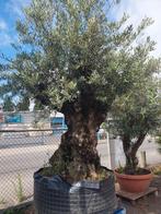 Aanbieding bonsai olijfboom, Ophalen, Volle zon, Olijfboom, 100 tot 250 cm