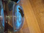 Betta vis, Dieren en Toebehoren, Vissen | Aquariumvissen, Vis, Zoetwatervis