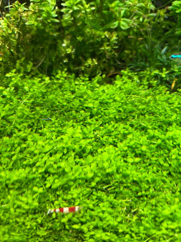 Monte Carlo aquarium plant, Dieren en Toebehoren, Vissen | Aquaria en Toebehoren, Zo goed als nieuw, Plant(en), Steen of Hout