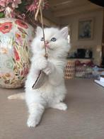 Ragdoll kitten katertje, Dieren en Toebehoren, Katten en Kittens | Raskatten | Langhaar, Kater, Ontwormd