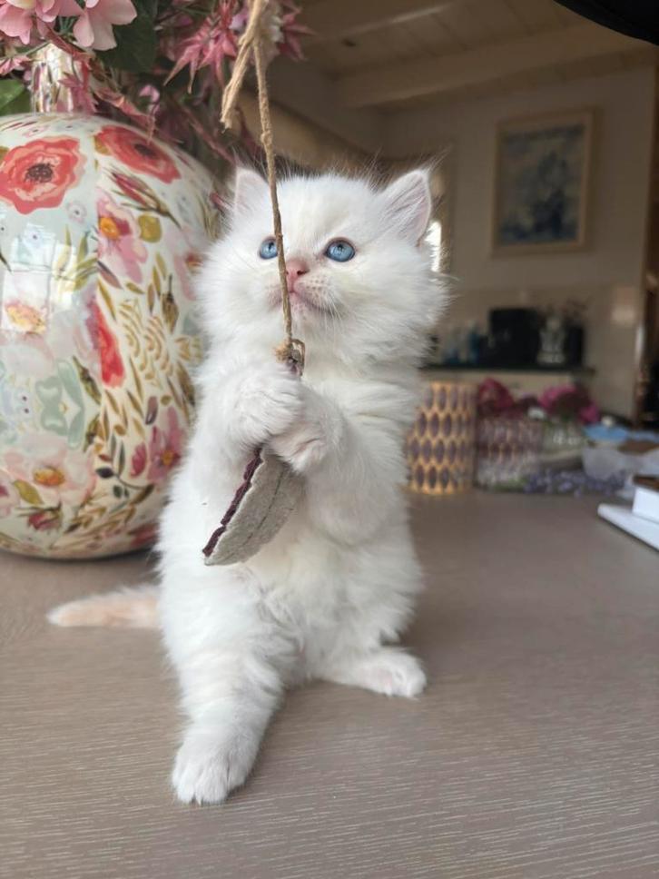 Ragdoll kitten langhaar katertje, Dieren en Toebehoren, Katten en Kittens | Raskatten | Langhaar, Kater, 0 tot 2 jaar, Ontwormd