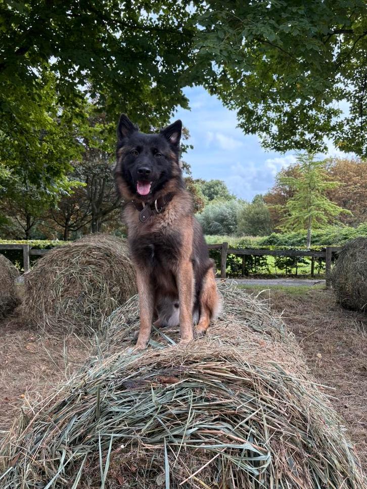 Dekreu aangeboden NIET TE KOOP, Dieren en Toebehoren, Honden | Herdershonden en Veedrijvers, Reu, Herder, Particulier, Eén hond