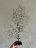 Zeewaaier, Ophalen of Verzenden, Zo goed als nieuw