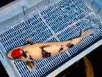 Prachtige tancho showa met certificaat '' zie foto's '', Dieren en Toebehoren, Karper of Koi