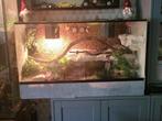 Terrarium inclusief 1 korenslang 100B X 40D x 60H, Dieren en Toebehoren, Ophalen, Gebruikt, Terrarium of Paludarium