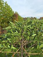 Leilaurier, wintergroene leibomen, Prunus Caucasica, Ophalen, Leiboom, Halfschaduw, Lente