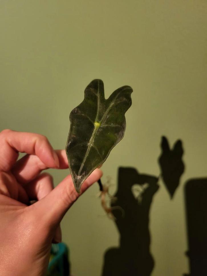Alocasia Sanderiana stekje, Huis en Inrichting, Kamerplanten, Overige soorten, Minder dan 100 cm, Groene kamerplant, Halfschaduw