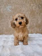 Prachtige teckel x poedel pups, Dieren en Toebehoren, Honden | Chihuahua's en Gezelschapshonden, Nederland, Overige rassen, CDV (hondenziekte)