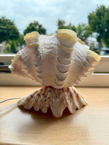 Unieke vintage schelp lamp sfeervol natuuritem beschikbaar voor biedingen