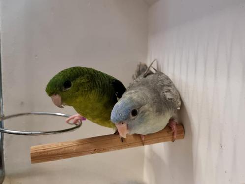 Mooi koppel Catharina parkieten onverwant, Dieren en Toebehoren, Vogels | Parkieten en Papegaaien, Parkiet, Meerdere dieren, Geringd
