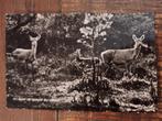 Fotokaart Zeegse - Camping Helios - 1965, Verzamelen, Ansichtkaarten | Nederland, Ophalen of Verzenden, 1960 tot 1980, Gelopen