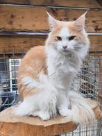 Maine coon dekkater Joep met stamboom, Dieren en Toebehoren, Katten en Kittens | Dekkaters, 0 tot 2 jaar