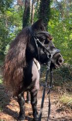 Weiland / stalling gezocht in kerkrade, Stalling