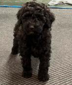 Mooi zwart labradoodle reutje, CDV (hondenziekte), 8 tot 15 weken, Labrador retriever, Meerdere