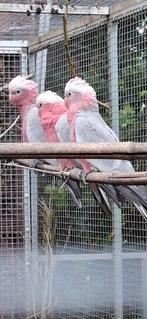 2 roze kakatoes, Mannelijk, Parkiet, Tam