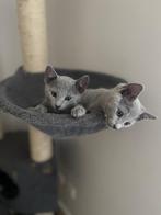 Echte Rus Blauwe kittens, met stamboom., Poes, Gechipt, 0 tot 2 jaar