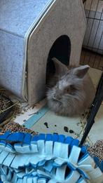 Engelse angora baby zie tekst, Dieren en Toebehoren, Vrouwelijk, 0 tot 2 jaar