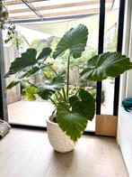 Alocasea Gageana XL kamerplant 200cm, Huis en Inrichting, Kamerplanten, 200 cm of meer, Palm, In pot, Bloeiende kamerplant