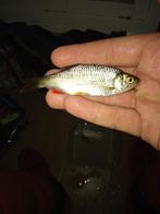 Voornse leuk voor in de aquarium en vijver, Dieren en Toebehoren, Karper of Koi