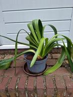 Clivia plant - gratis ophalen, Ophalen, Lente, Overige soorten, Halfschaduw