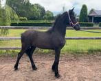 Meerdere friese veulens tekoop, Minder dan 160 cm, Niet van toepassing, 0 tot 2 jaar, Gechipt