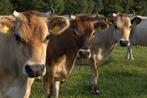 Jersey koeien te koop!, Meerdere dieren