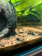 Blue dream garnalen | €1,50p/st, Dieren en Toebehoren, Vissen | Aquariumvissen, Kreeft, Krab of Garnaal, Zoetwatervis