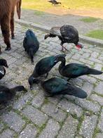 Muskuseenden wildvorm, Dieren en Toebehoren, Pluimvee, Meerdere dieren, Eend